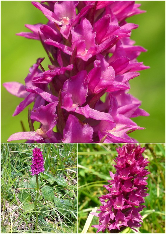 Una giornata a Valparola. Dactylorhiza, Nigritella e grandi montagne!